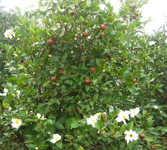 花果同枝